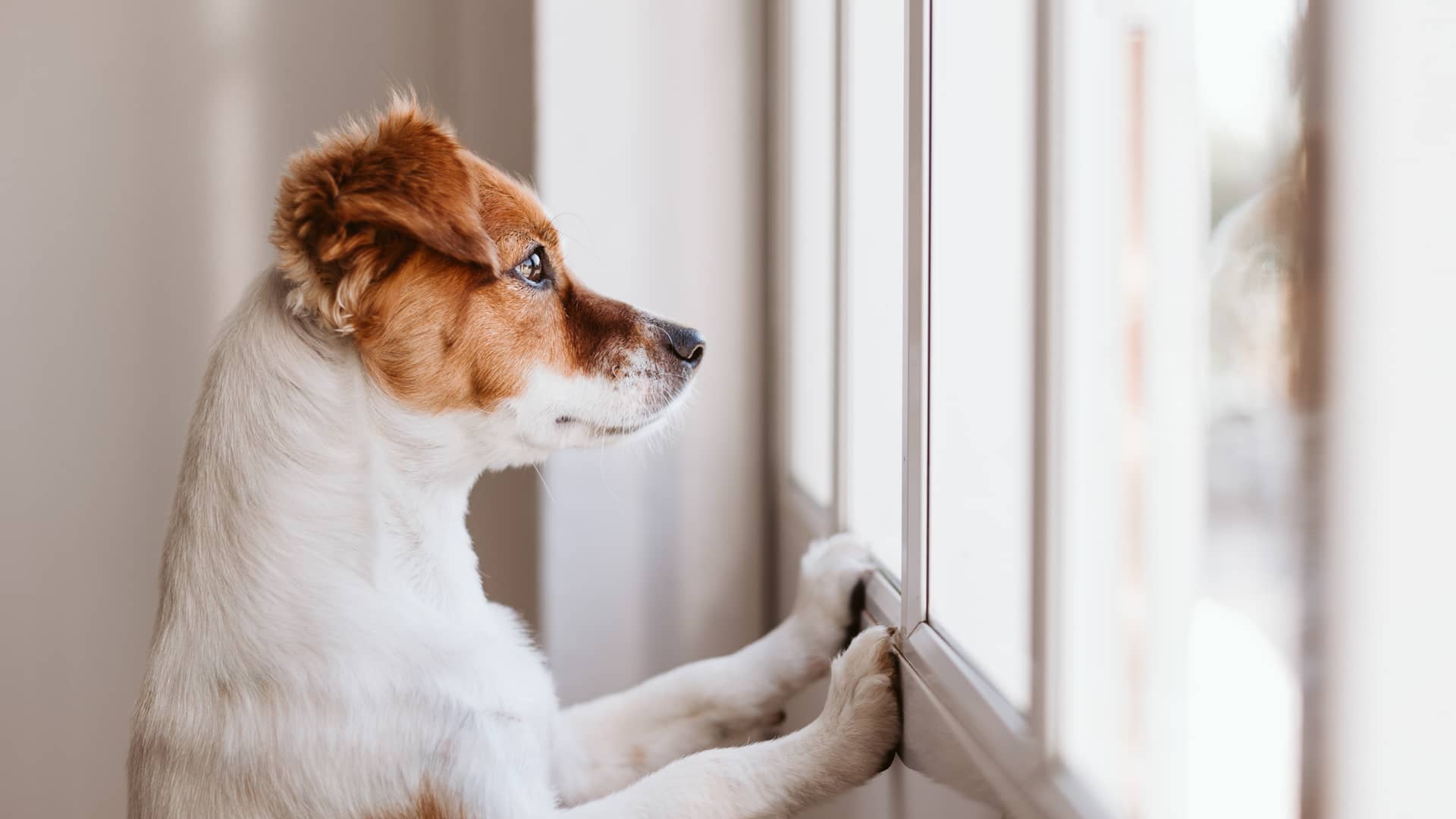 Perro dentro de vivienda con alarma configurada para la detección de mascotas para no activar alarma